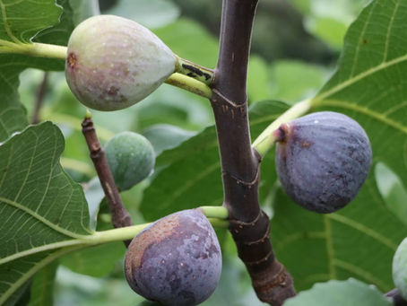 Fig Tree Growing Guide: The Fig Commandments