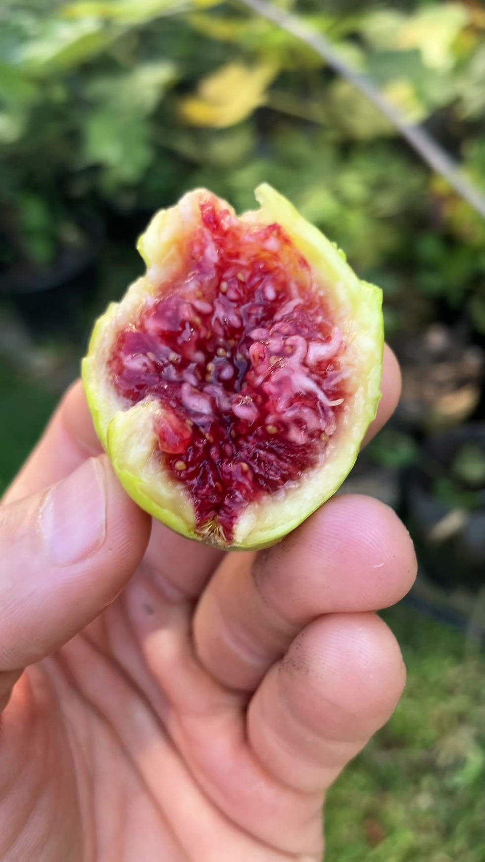 Thumbnail: St. Martin Fig Tree