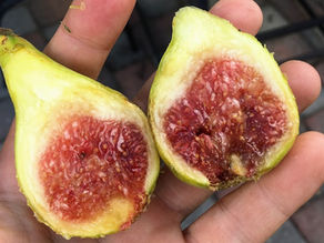 Fig Texture: Why the Fig is Nature's Pastry - A Guide to the Texture of Figs