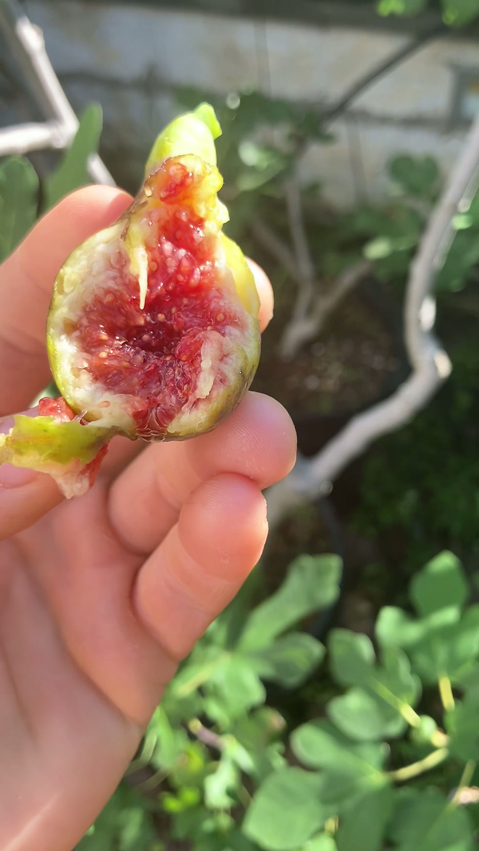 Thumbnail: Smith (Cessac) Fig Tree
