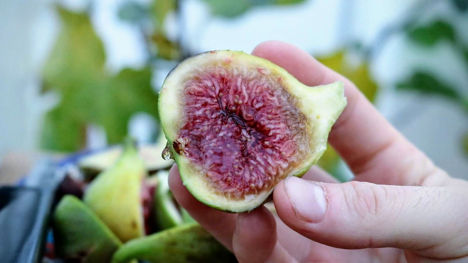 Dels Ermitans Fig Tree