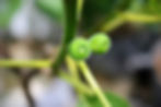 ree