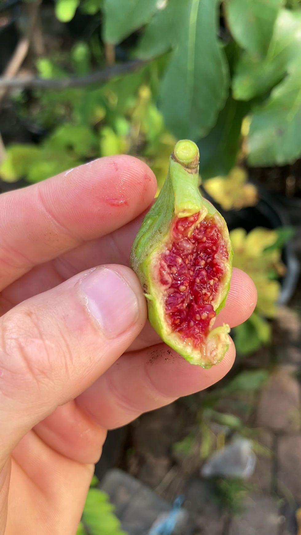 Thumbnail: Adriatic Fig Tree (Verdino del Nord Tatiana)