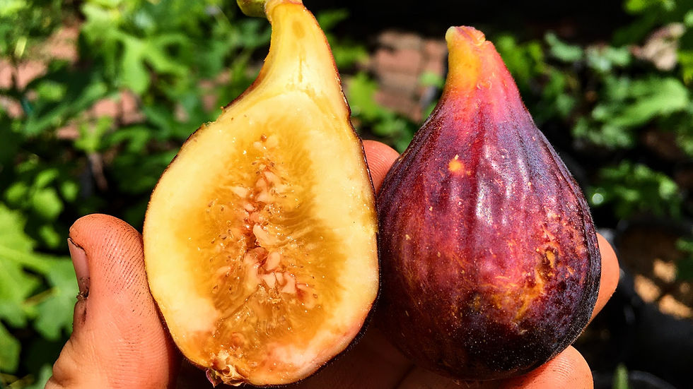 Koura Black Fig Cuttings (3 Cuttings Per Order)
