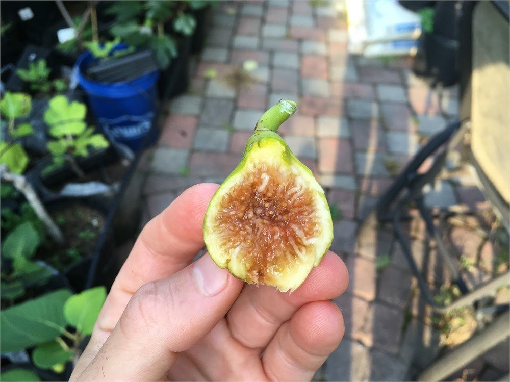 Kadota (Peter's Honey) Fig Cuttings - 3 Per Order