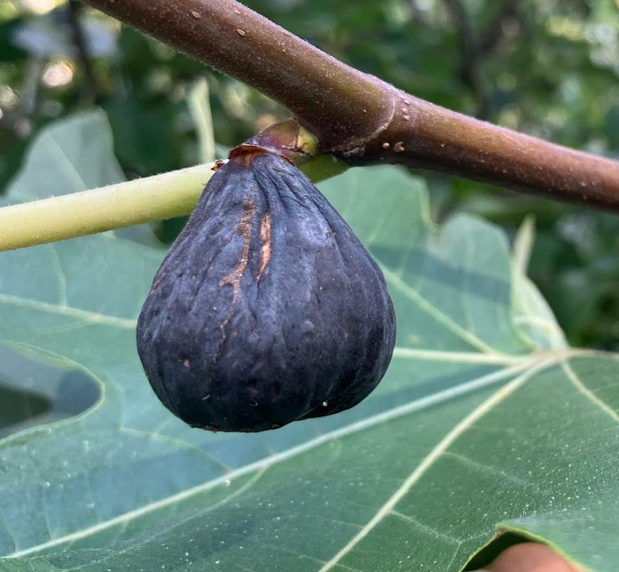 Thumbnail: Allix Fig Cuttings - 3 Per Order