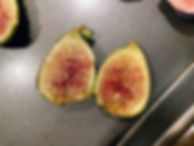 Corio Provence Fig Tree