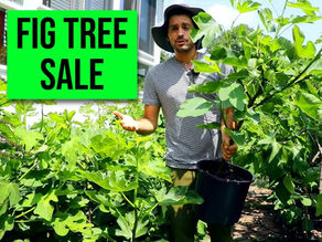 2025 Spring Fig Tree Sale: Begins May 18th