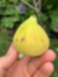 Thumbnail: Constantine d'Algerie Fig Tree