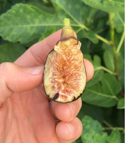 Emalyn's Purple Fig Tree | Ross Raddi