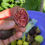Thumbnail: Rosso di Goni Fig Tree