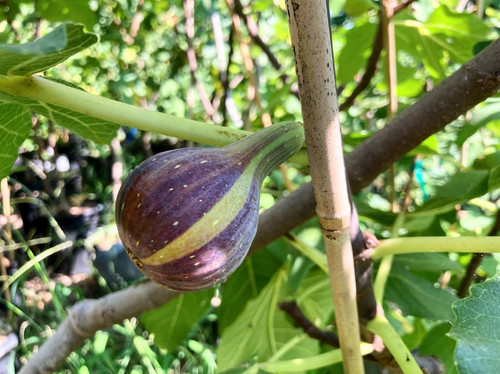 Coll de Dama Mutante Fig Cuttings - 3 Per Order | Ross Raddi