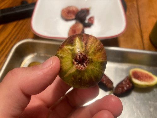 ✨イチジク 苗木 Paratjal Rimada✨ Paratjal Rimada Cuttings (3 Cuttings Per Order) | Fig Boss
