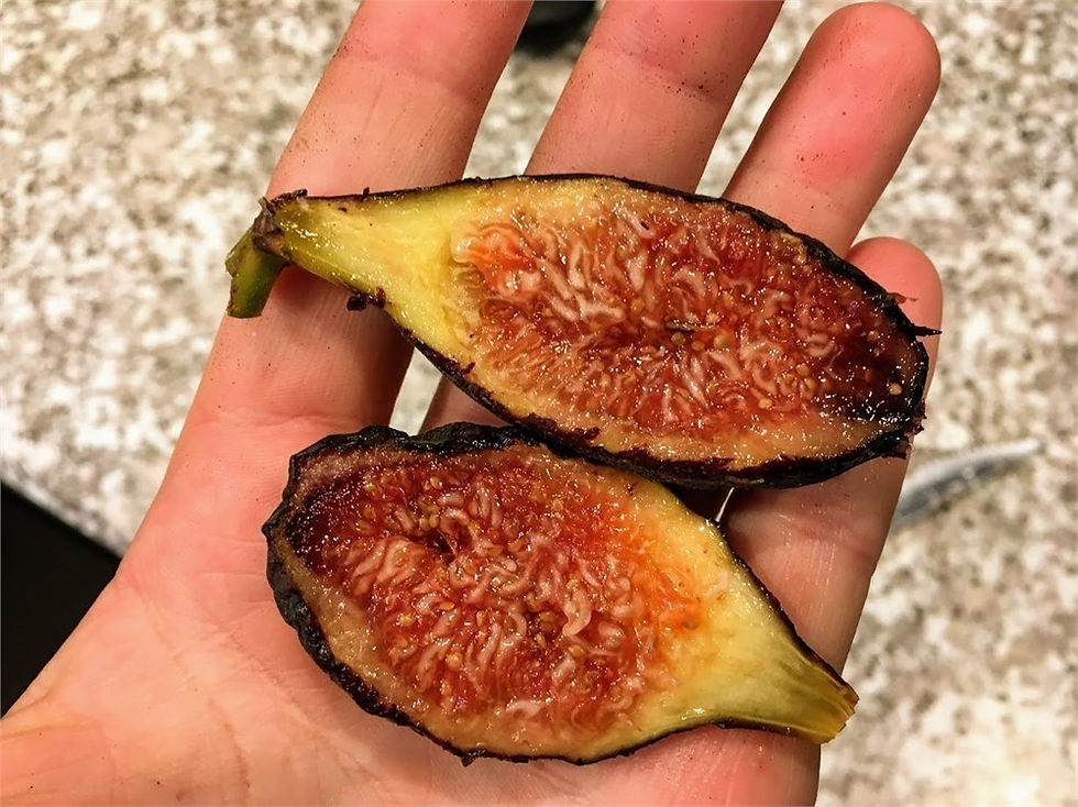 Thumbnail: Dall'Oso (Belfiore) Fig Tree