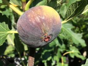 Italian 258 Fig Tree | Ross Raddi