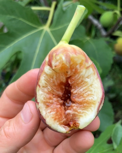 Thumbnail: Iride Fig Tree