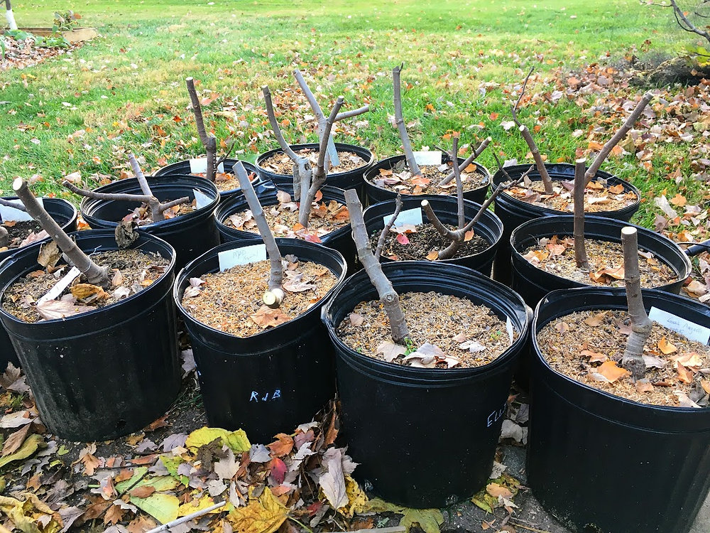 The Fall Fig Tree SALE has Started!