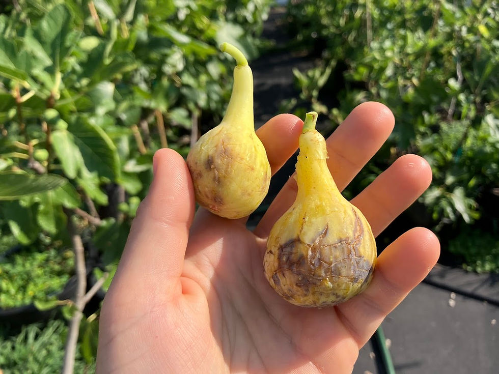 Thumbnail: LSU Hollier Fig Cuttings -3 Per Order