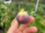 Thumbnail: Black Tuscan Dovill Fig Cuttings - 3 Per Order