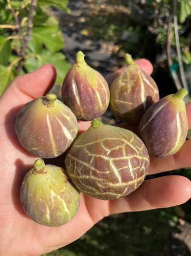 De N'Amoros Fig Den Amoros （ デン アモロス ） イチジク 苗超希少
