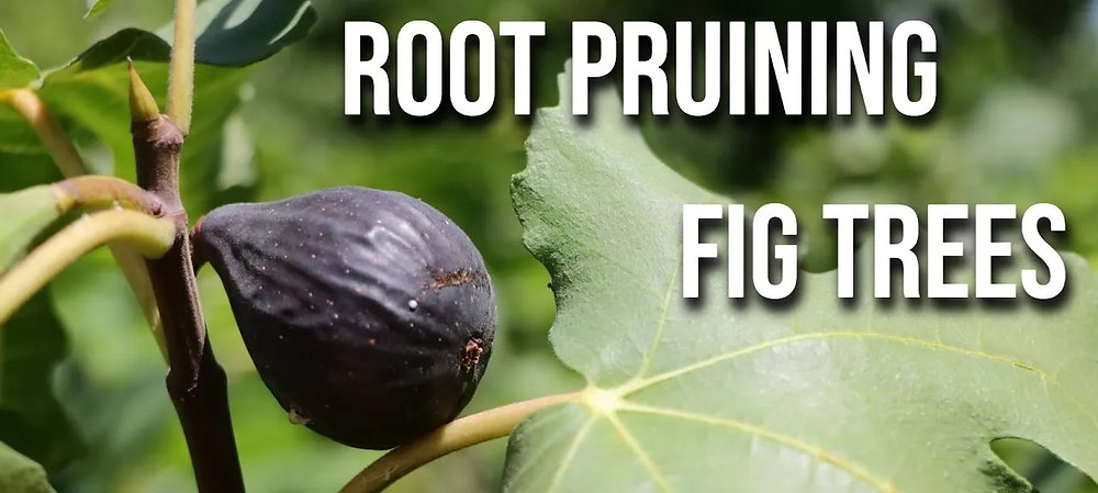 Root Pruning Fig Trees: A Balanced Approach