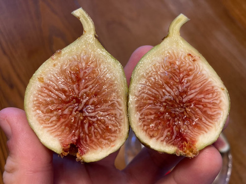 Paratjal Rimada Cuttings (3 Cuttings Per Order) | Fig Boss