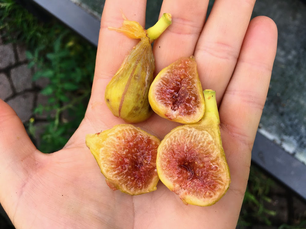 My Best Fig Varieties as of 2022