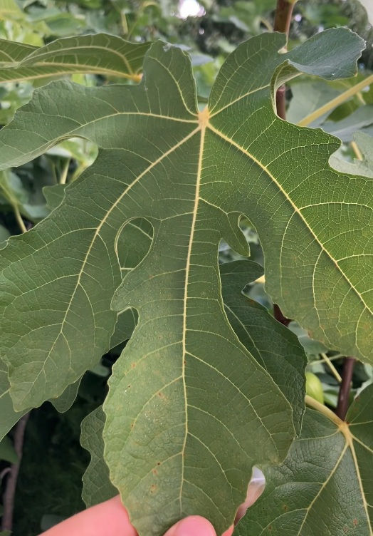 Thumbnail: Silvano Fig Tree