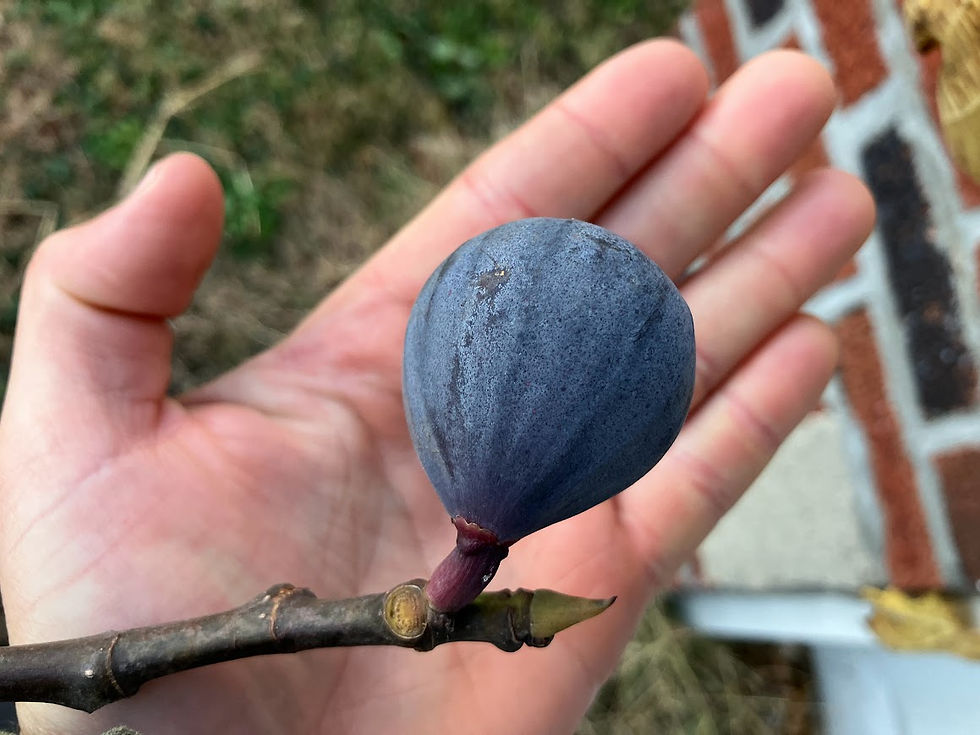 Thumbnail: Bourjassotte Noire (Violette de Sollies) Fig Cuttings - 3 Per Order