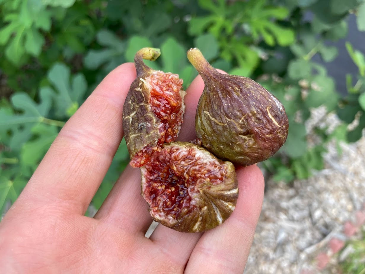 Unk Teramo Fig Cuttings (3 Cuttings Per Order)