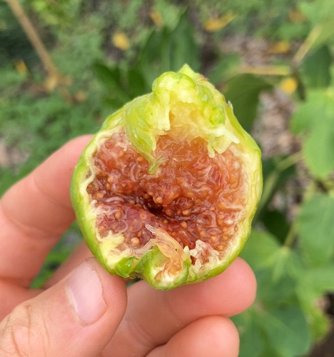 Sweet Mashinka Fig Cutting - 3 Per Order | Ross Raddi