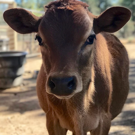 Vegan for the Animals