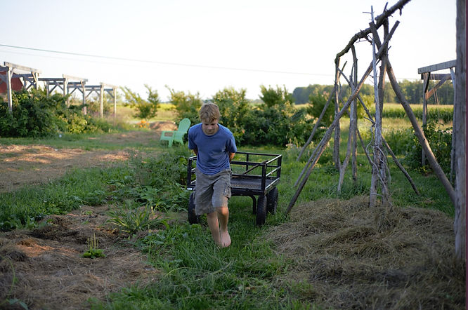 Boy walks through a lush, green garden between garden beds, pulling a wagon behind him as he works at his family's regenerative homestead located in Upstate NY.