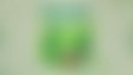 Unlock the Power of Matcha:                                                      8 Surprising Health Benefits You Need to Know 