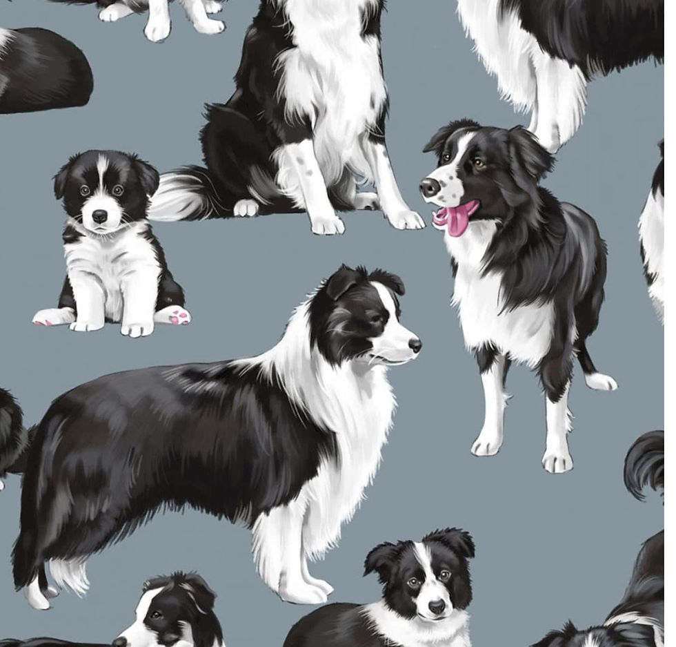 Thumbnail: Border Collies
