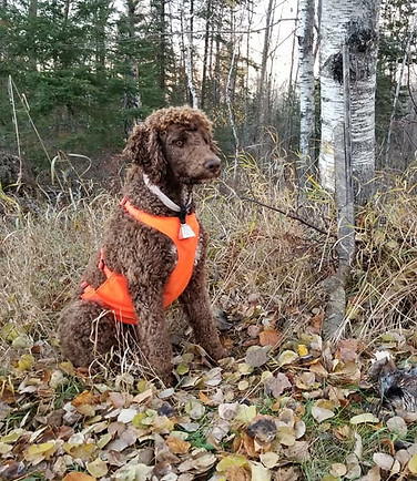 PAWLISHED POODLES, HUNTING, POODLE BREEDERS MINNESOTA