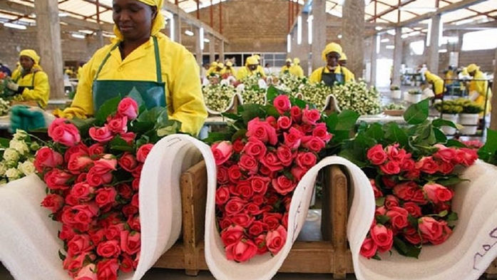 QUÊNIA TORNOU-SE O 4º MAIOR EXPORTADOR DE FLORES DO MUNDO. FATURAND MAIS DE US$ 500 MILHÕES