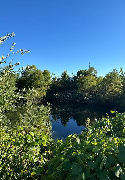 Pond_SEPT_IMG_2661 3.JPG