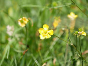 Fleur_edited.jpg
