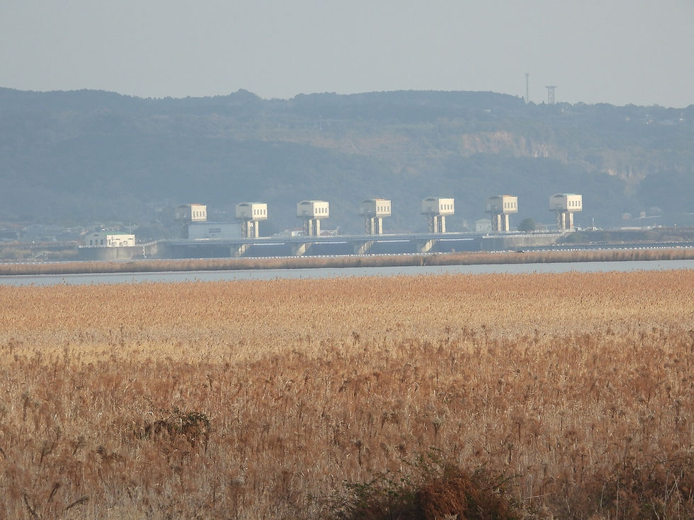 2026年諫早湾ナベヅル・マナヅル越冬調査参加報告