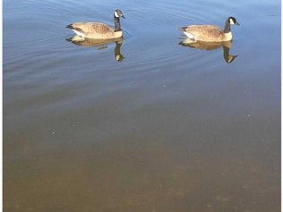 バンクーバー油汚染事故ーその3