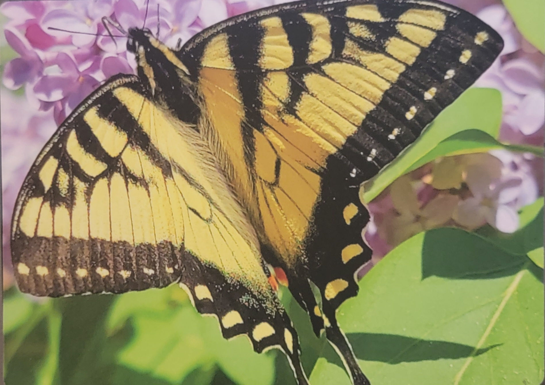 Magnet - Swallowtail Butterfly