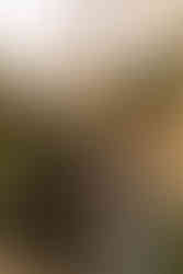 Pregnant woman standing in a garden during a professional maternity sessionity session that turns anticipation into timeless memories