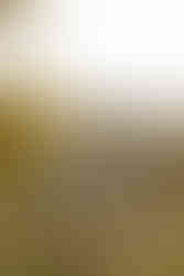 Candid family moments captured outside, with natural light and greenery in the background