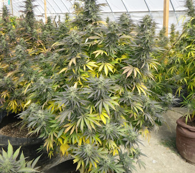 The Chemdawg Story | Ozzy Genetics: Cannabis Seeds Australia