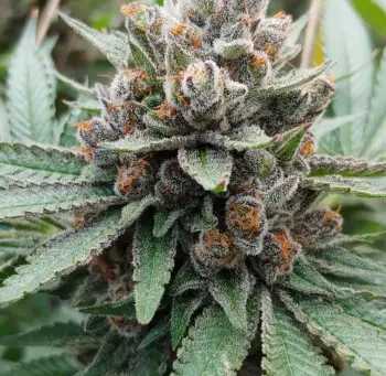 Dosi Dos Origins | Ozzy Genetics: Cannabis Seeds Australia
