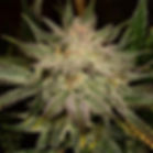 Banana Kush Feminised Cannabis Seeds Australia