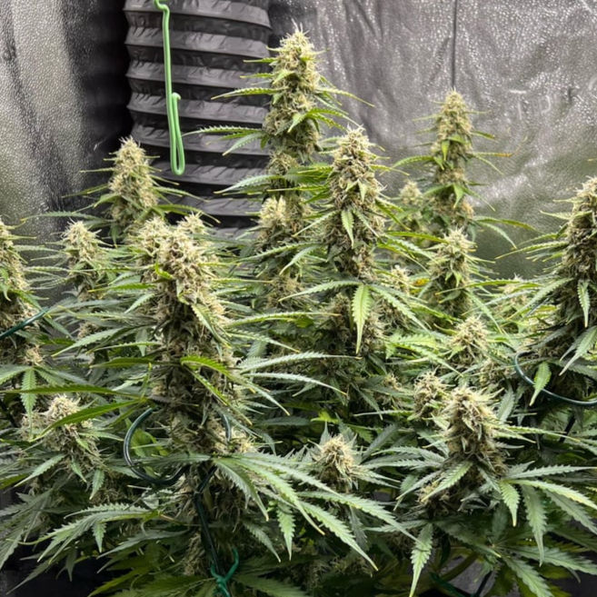 Banana Blaze Autoflower Cannabis Seeds Australia