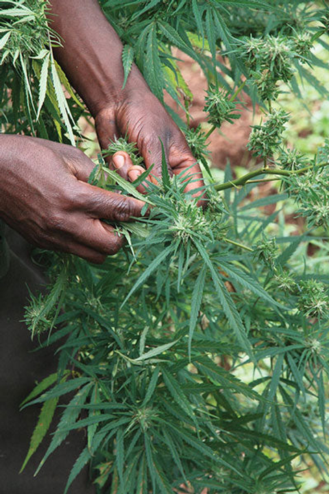 The Durban Story | Ozzy Genetics: Cannabis Seeds Australia