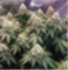 Gorilla Glue #4 Cannabis Strain